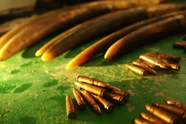 New Strategy Dismantles Ivory Trafficking Networks in Northern Republic of Congo